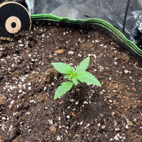 Gorilla Punch Auto growlog timeline photo