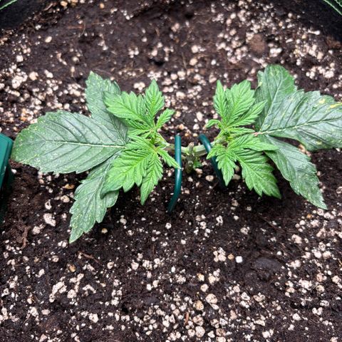 Bruce Banner Auto growlog timeline photo