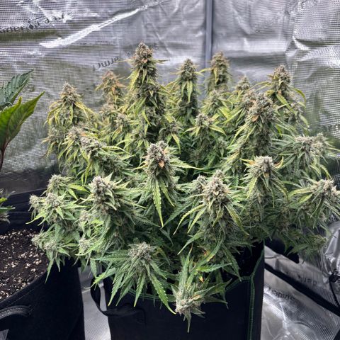 Mix 4 growlog timeline photo