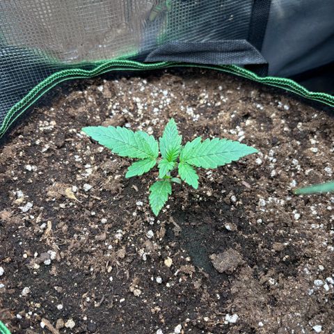 Gorilla Punch Auto growlog timeline photo