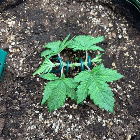 Bruce Banner Auto growlog timeline photo