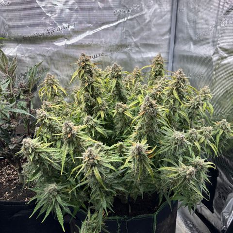 Mix 4 growlog timeline photo