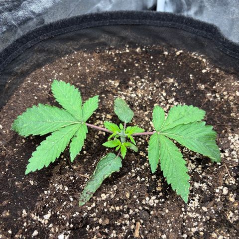 Fatkidâ€™s Cake Photo growlog timeline photo