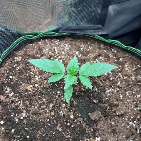 Gorilla Punch Auto growlog timeline photo