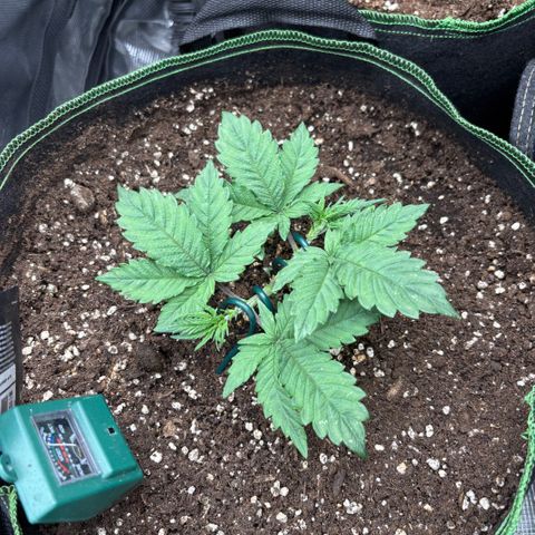Bruce Banner Auto growlog timeline photo