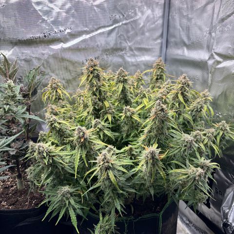 Mix 4 growlog timeline photo