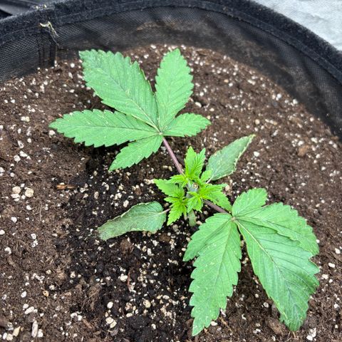 Fatkidâ€™s Cake Photo growlog timeline photo