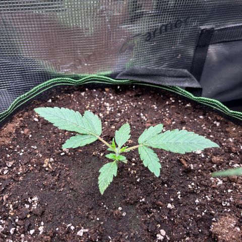 Gorilla Punch Auto growlog timeline photo