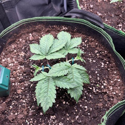 Bruce Banner Auto growlog timeline photo