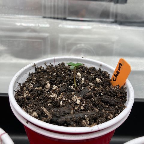 Sangria (Roots Orig.) growlog photo: Shorty