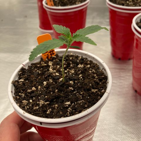 Double Smile (Roots Orig.) growlog timeline photo