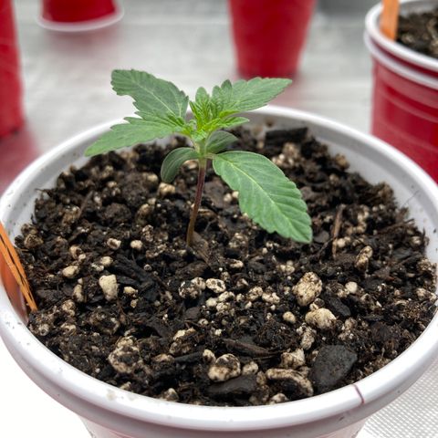 Sangria (Roots Orig.) growlog timeline photo