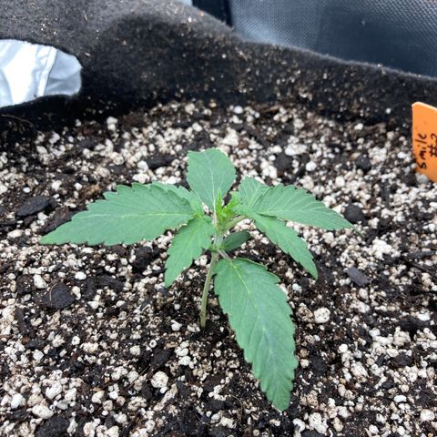 Double Smile (Roots Orig.) growlog timeline photo