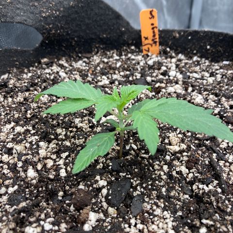Sangria (Roots Orig.) growlog timeline photo