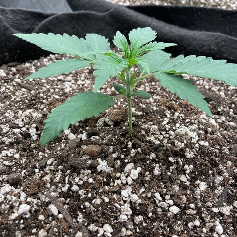 Double Smile (Roots Orig.) growlog photo: Didn’t skip a beat on transplant