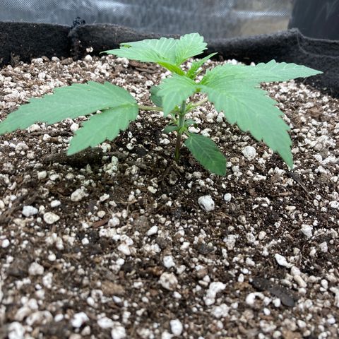 Sangria (Roots Orig.) growlog photo: No transplant shock
