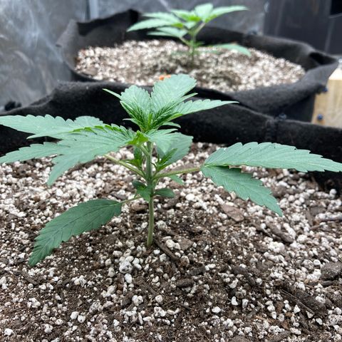 Double Smile (Roots Orig.) growlog timeline photo