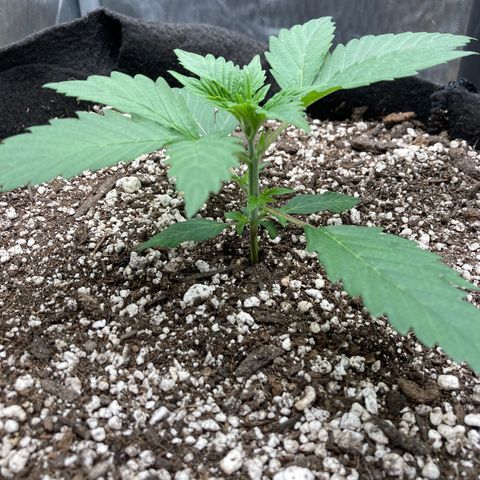 Sangria (Roots Orig.) growlog timeline photo