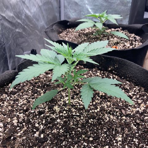 Double Smile (Roots Orig.) growlog timeline photo