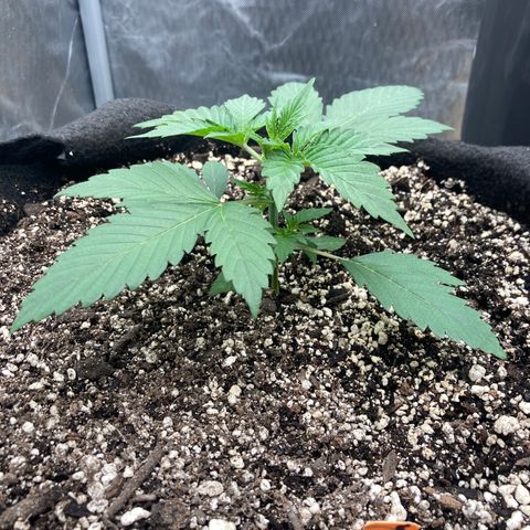 Sangria (Roots Orig.) growlog timeline photo