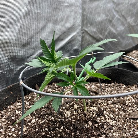 Double Smile (Roots Orig.) growlog photo: First bend