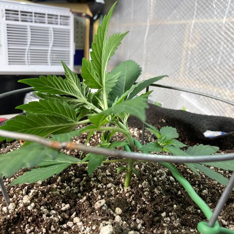 Sangria (Roots Orig.) growlog timeline photo