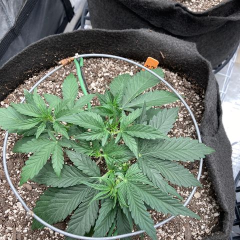 Double Smile (Roots Orig.) growlog timeline photo