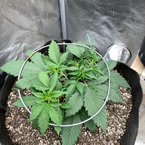 Sangria (Roots Orig.) growlog photo: Huge fans