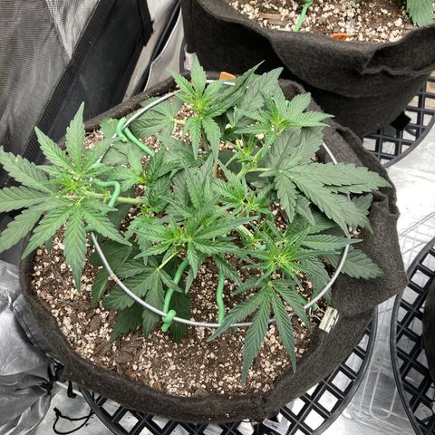 Double Smile (Roots Orig.) growlog timeline photo