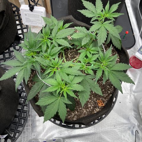 Sangria (Roots Orig.) growlog timeline photo