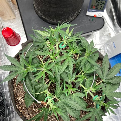 Double Smile (Roots Orig.) growlog timeline photo