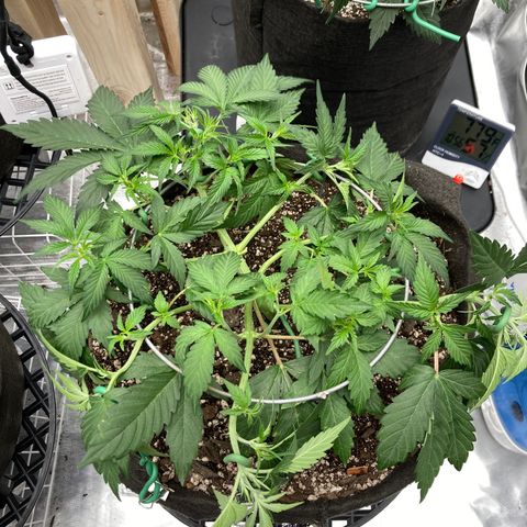 Sangria (Roots Orig.) growlog photo: Beast mode