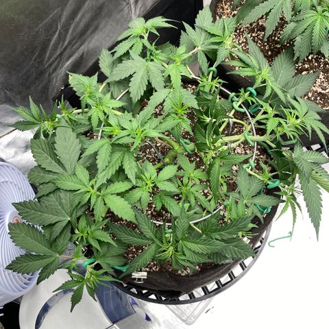 Sangria (Roots Orig.) growlog photo: Huge
