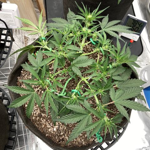 Double Smile (Roots Orig.) growlog timeline photo