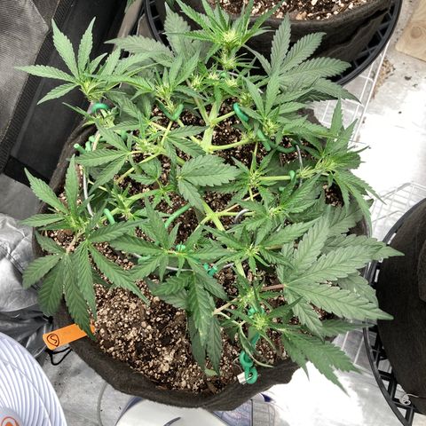Double Smile (Roots Orig.) growlog photo: Pre flowering