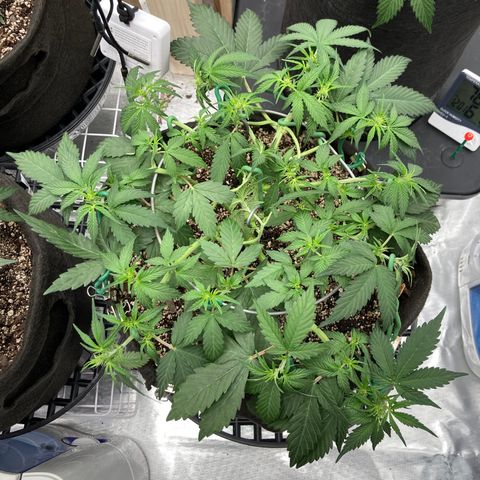 Sangria (Roots Orig.) growlog photo: She’s vegging out beautifully 