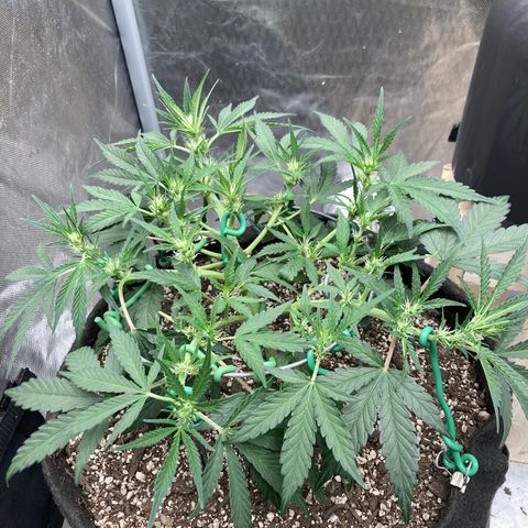 Double Smile (Roots Orig.) growlog timeline photo