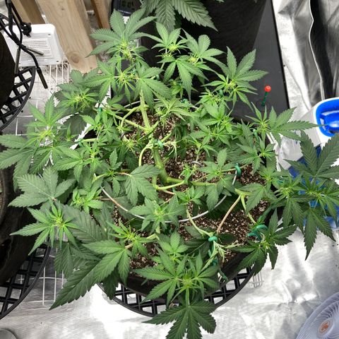 Sangria (Roots Orig.) growlog timeline photo