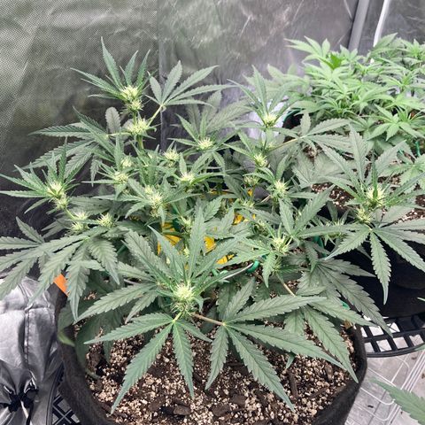 Double Smile (Roots Orig.) growlog photo: A little stretch