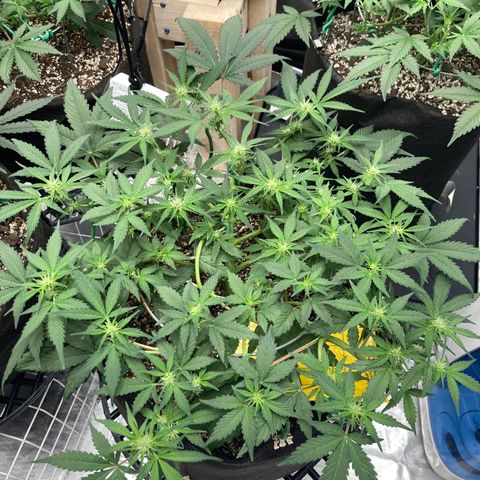 Sangria (Roots Orig.) growlog timeline photo