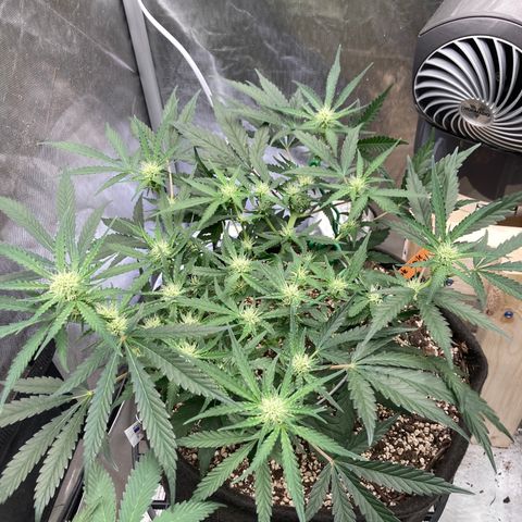 Double Smile (Roots Orig.) growlog timeline photo