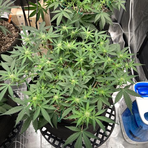Sangria (Roots Orig.) growlog timeline photo