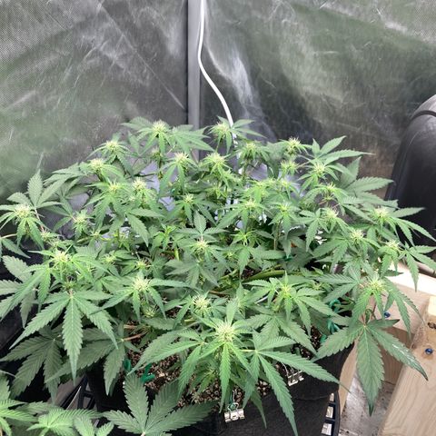Sangria (Roots Orig.) growlog timeline photo