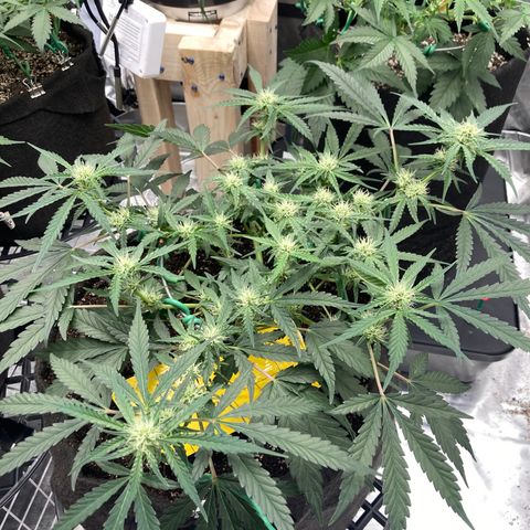Double Smile (Roots Orig.) growlog timeline photo