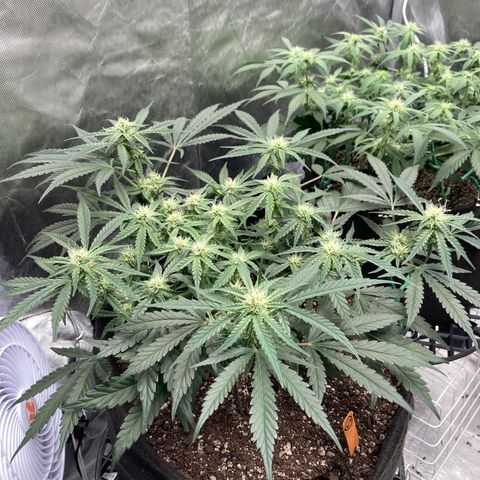 Double Smile (Roots Orig.) growlog photo: Day 47