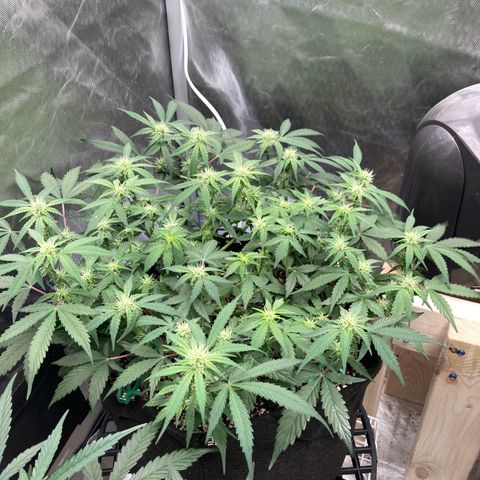 Sangria (Roots Orig.) growlog photo: A most successful training