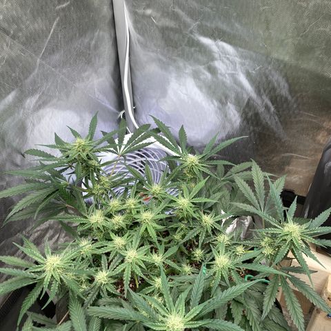 Double Smile (Roots Orig.) growlog timeline photo