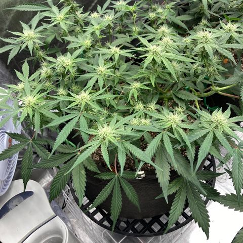 Sangria (Roots Orig.) growlog timeline photo