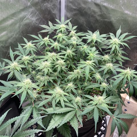Sangria (Roots Orig.) growlog photo: Bouquet 💐 