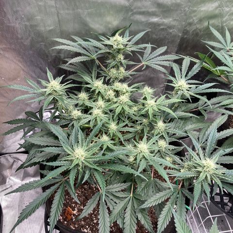 Double Smile (Roots Orig.) growlog photo: Nice little spread